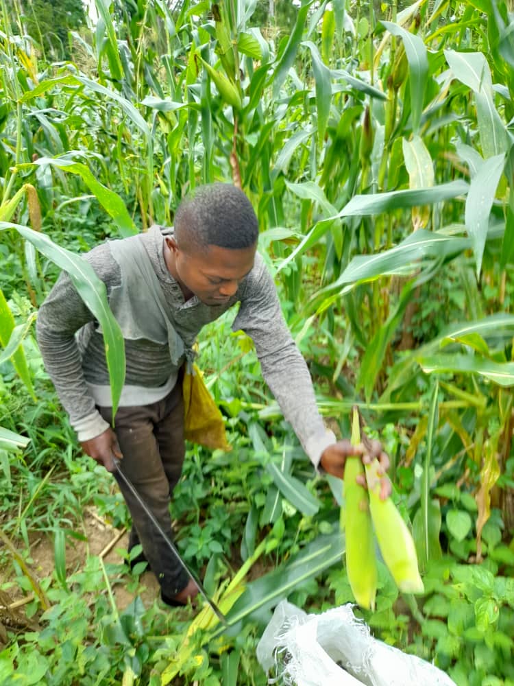 Microfinance Impact